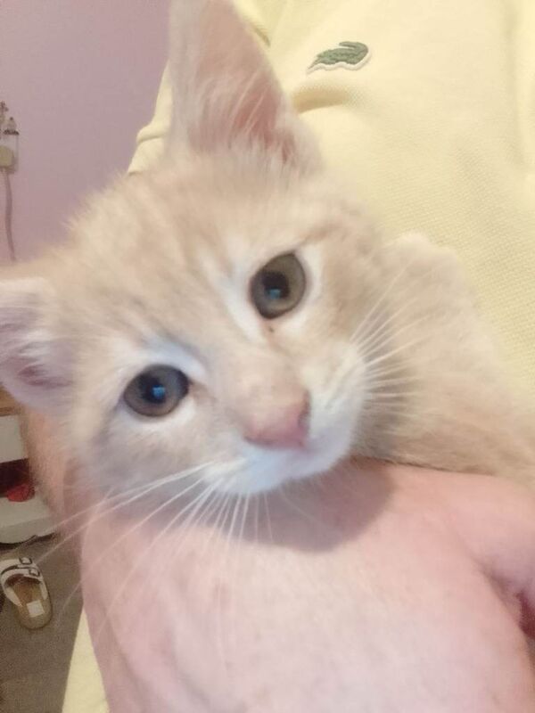 X1 adorable ginger tabby