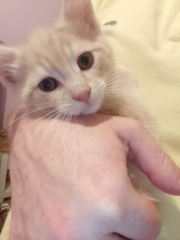 X1 adorable ginger tabby - Image 2 of 4