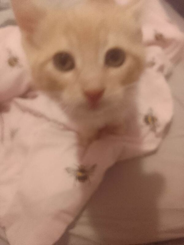 X1 adorable ginger tabby - Image 3 of 4