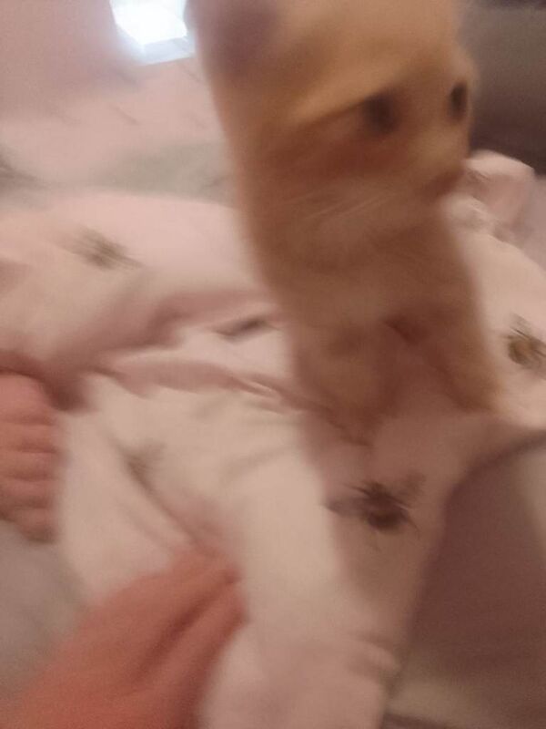 X1 adorable ginger tabby - Image 4 of 4