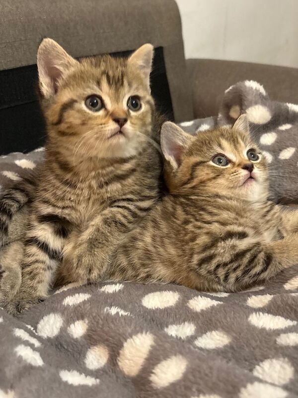British Shorthair kittens for sale in Dagenham, Greater London – 8 weeks old