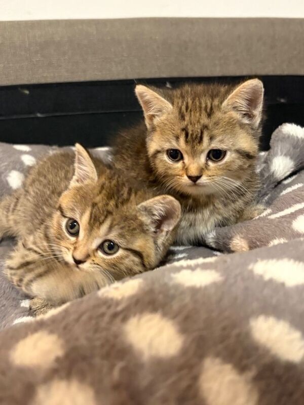 X2 Bengal x British Shorthair Male kittens - Image 4 of 5