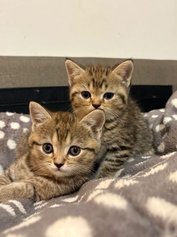 X2 Bengal x British Shorthair Male kittens - Image 5 of 5