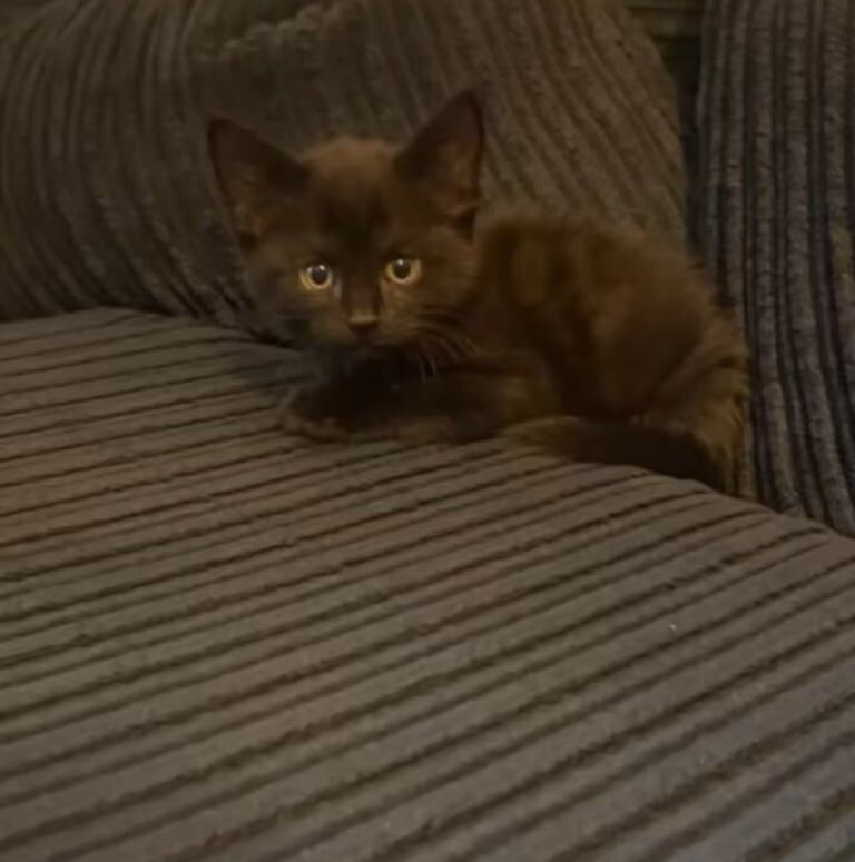 British Shorthair kittens for sale in Seven Sisters, Greater London – 10 weeks old