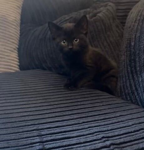 British Shorthair kittens for sale in Seven Sisters, Greater London – 10 weeks old - Image 2 of 3