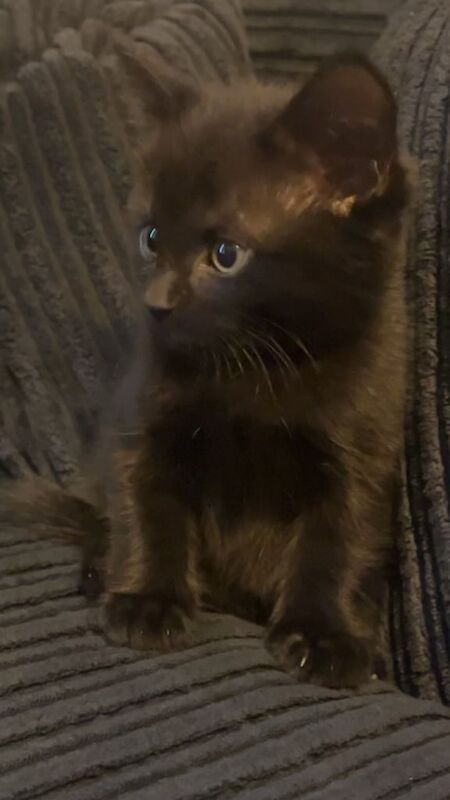 British Shorthair kittens for sale in Seven Sisters, Greater London – 10 weeks old - Image 3 of 3