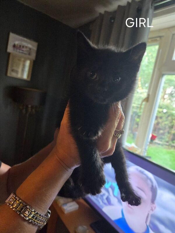 British Shorthair kittens for sale in Burnage, Greater Manchester – 8 weeks old