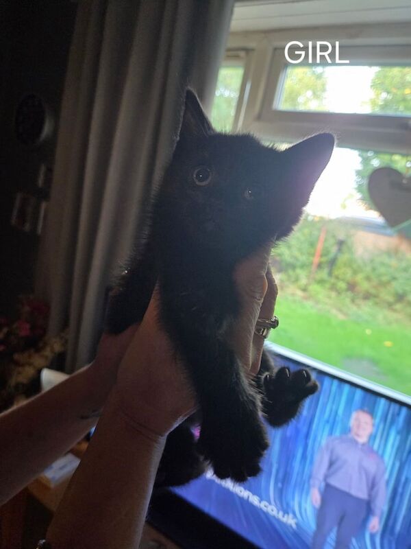 British Shorthair kittens for sale in Burnage, Greater Manchester – 8 weeks old - Image 2 of 2