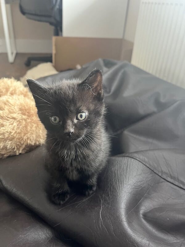 X2 kittens - 1 male 1 female for sale in Lochgelly, Fife