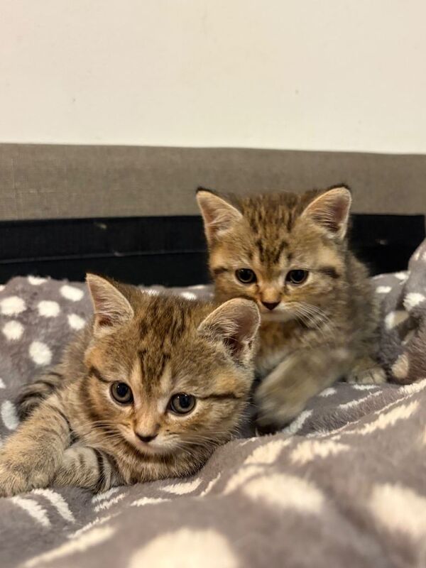 British Shorthair kittens for sale in Dagenham, Greater London – 8 weeks old