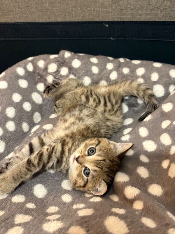 British Shorthair kittens for sale in Dagenham, Greater London – 8 weeks old - Image 2 of 4