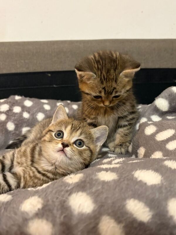 British Shorthair kittens for sale in Dagenham, Greater London – 8 weeks old - Image 3 of 4