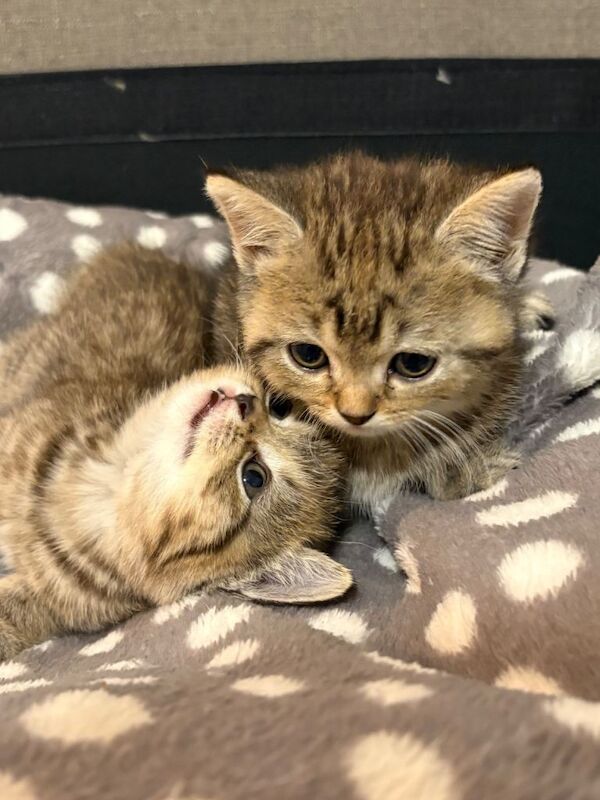 British Shorthair kittens for sale in Dagenham, Greater London – 8 weeks old - Image 4 of 4