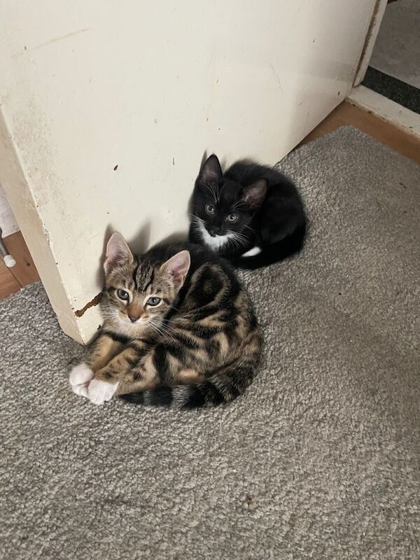 X3 kittens