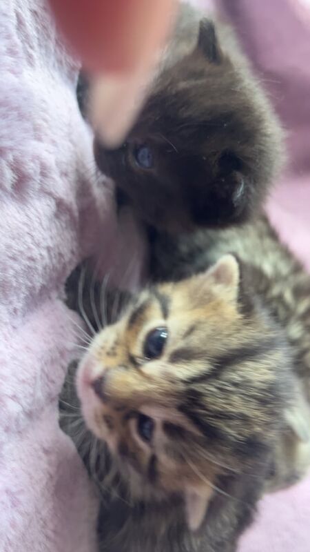 British Shorthair kittens for sale in Irvine, Ayrshire and Arran – 9 months old - Image 2 of 3