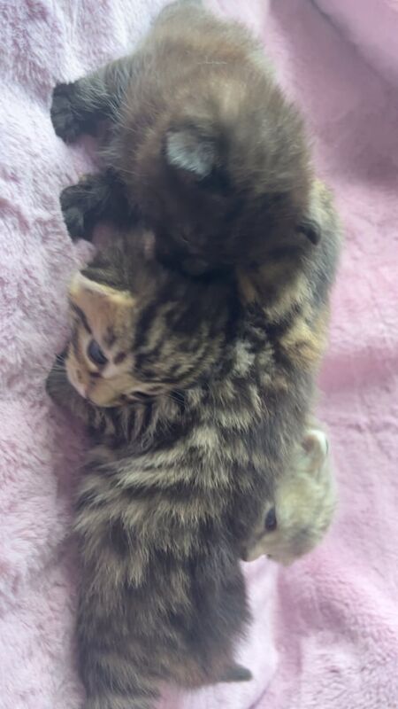 British Shorthair kittens for sale in Irvine, Ayrshire and Arran – 9 months old - Image 3 of 3