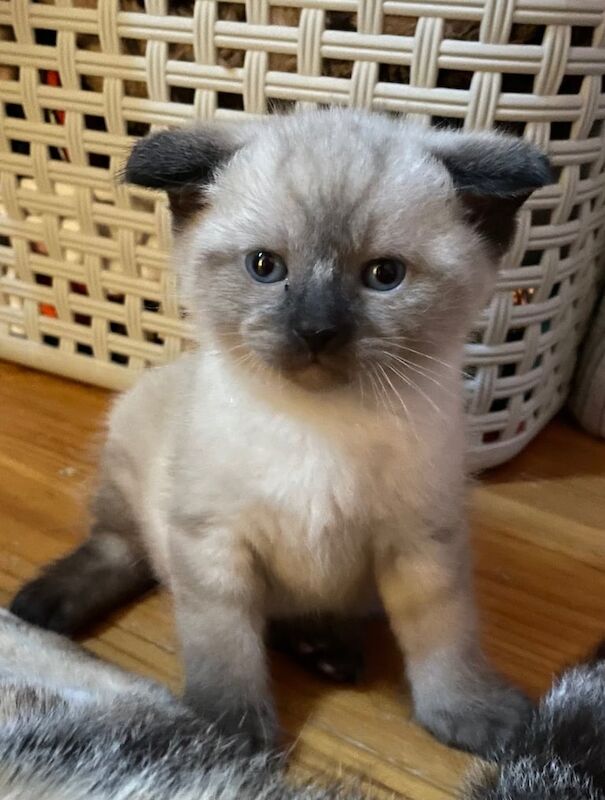 British Shorthair kittens for sale in Banbridge, County Down – 5 weeks old