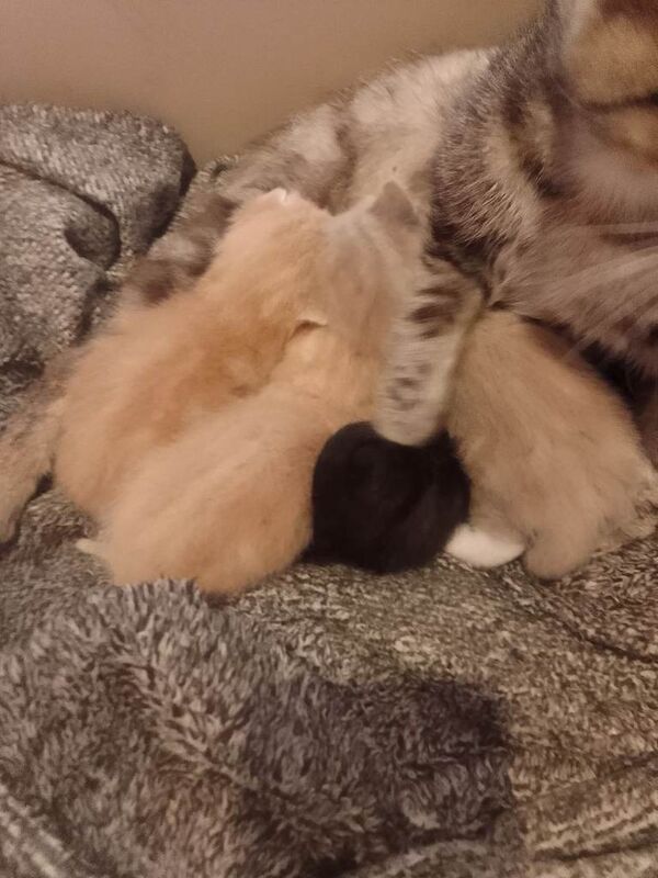 X4 kittens for sale
