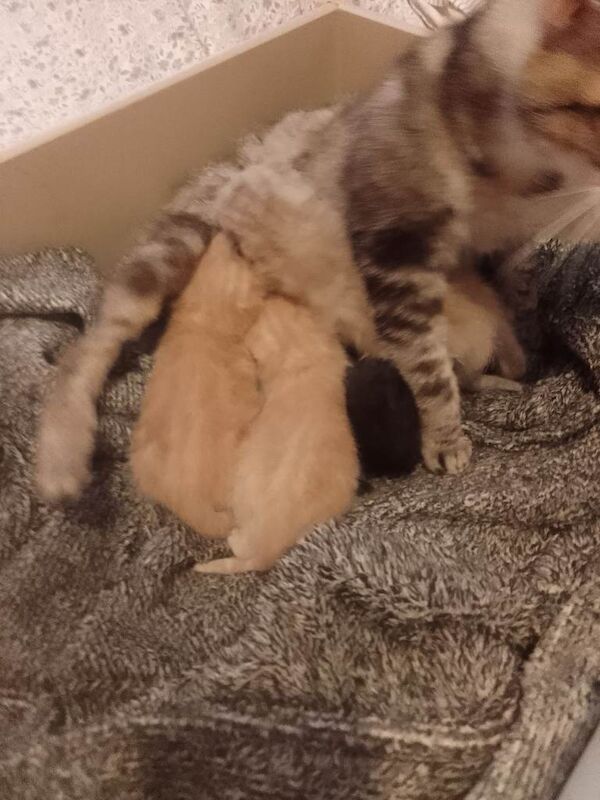 X4 kittens for sale - Image 2 of 3