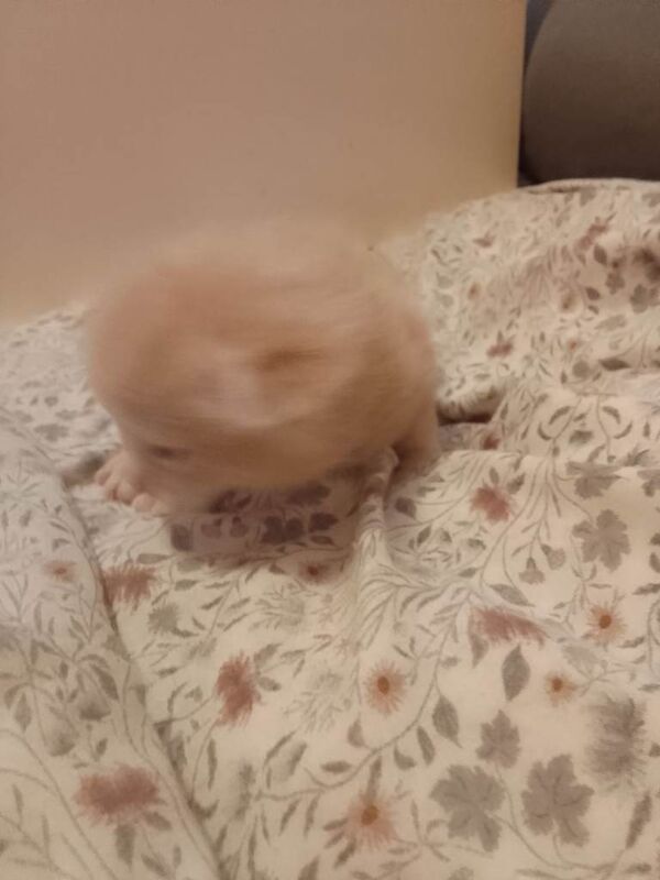 X4 kittens for sale - Image 3 of 3