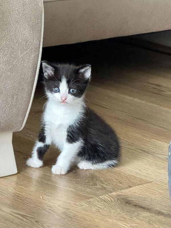 British Shorthair kittens for sale in Cricklewood, Greater London – 2 years old