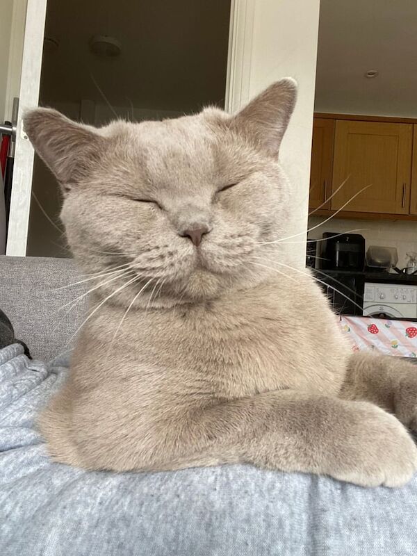 British Shorthair kittens for sale in London – 2 years old - Image 2 of 3