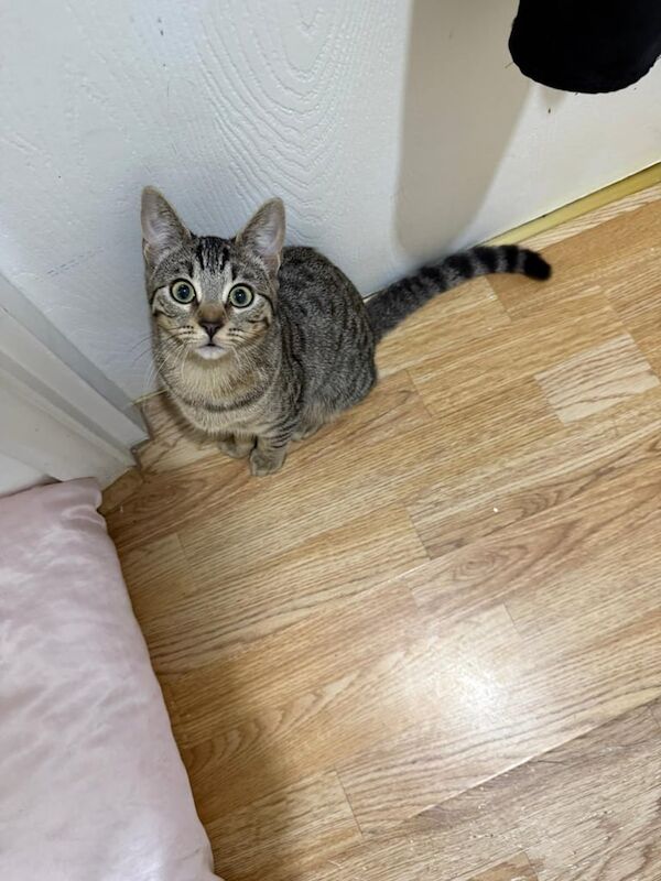 British Shorthair kittens for sale in Edgware, Greater London – 3 months old