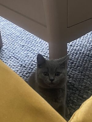Debbie